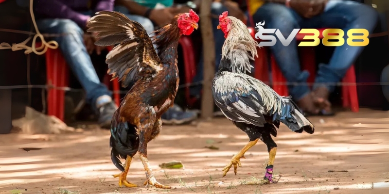 Đá Gà SV388 - Trận Chiến Kịch Tính Với Giải Thưởng Hấp Dẫn 2 da ga sv388 3