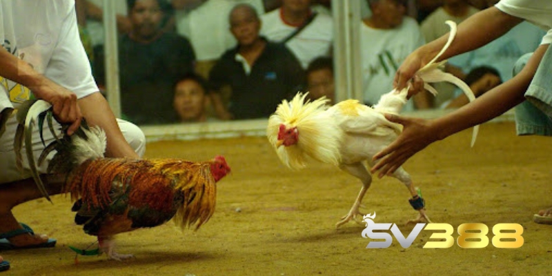 Đá Gà Tre - Rinh Thưởng Khủng Với Các Trận Đấu Hấp Dẫn 1 da ga tre 2