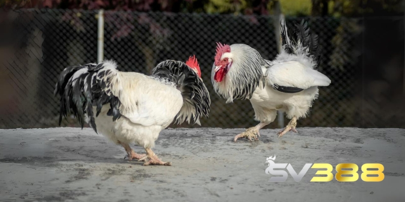 Đá Gà Tre - Rinh Thưởng Khủng Với Các Trận Đấu Hấp Dẫn 3 da ga tre 4