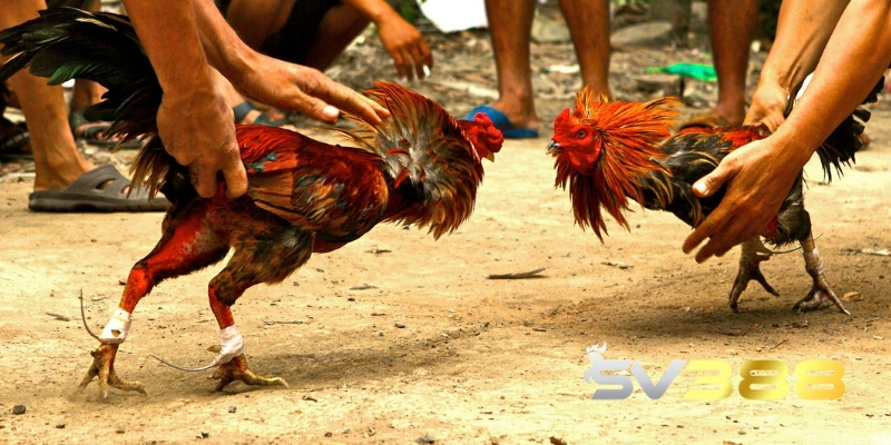 Trường Gà Sabong - Sân Chơi Hội Tụ Giải Thưởng Siêu Khủng 1 truong ga sabong 2